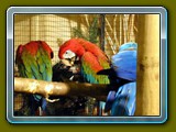 vogelausstellung 22-1.11.2010 024