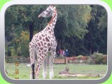 Zoo_Augsburg_2014-09-27 065